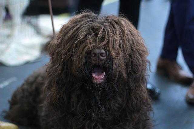 Toiletteur chien Bourg-en-Bresse