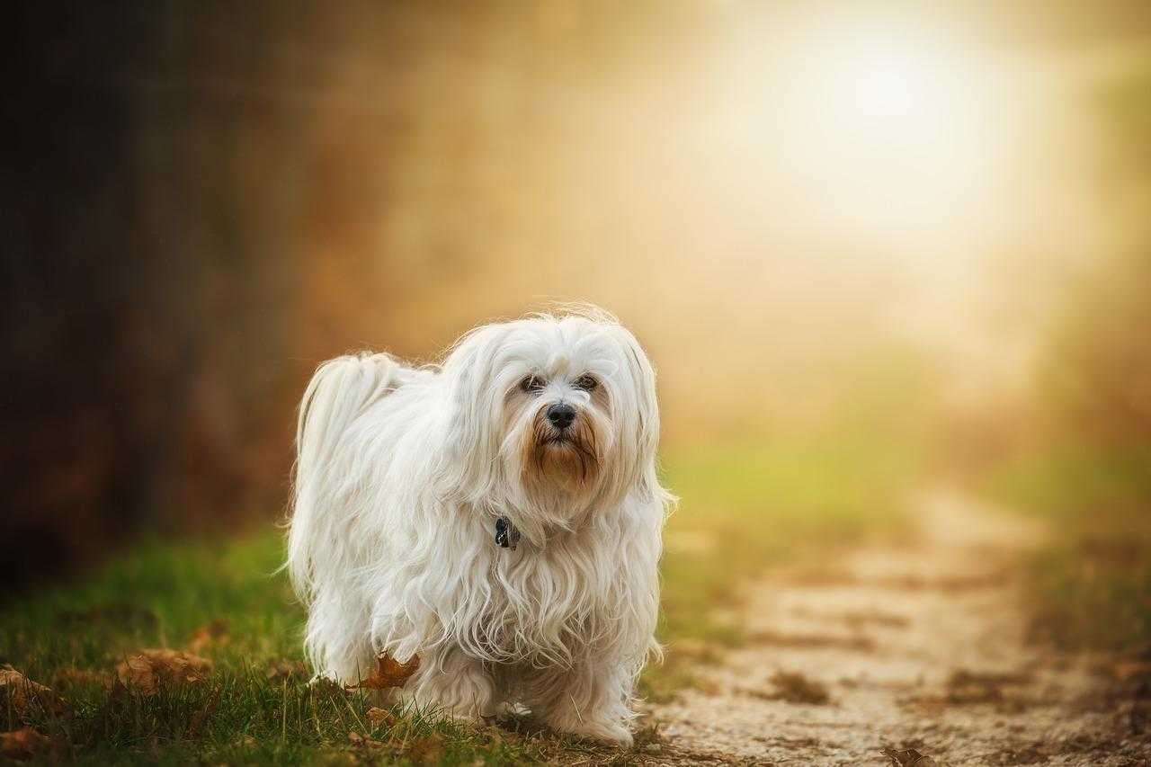 bichon havanais