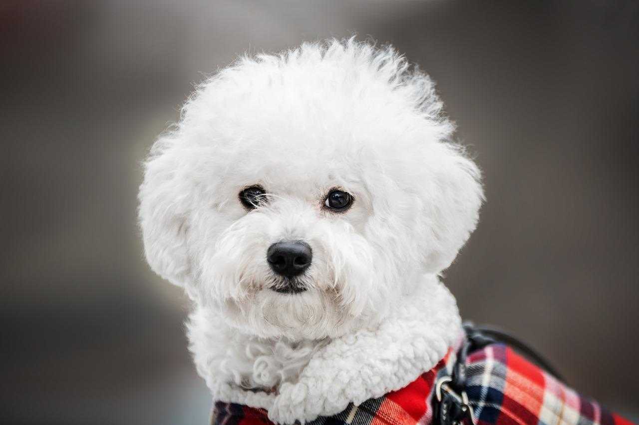 Bichon maltais