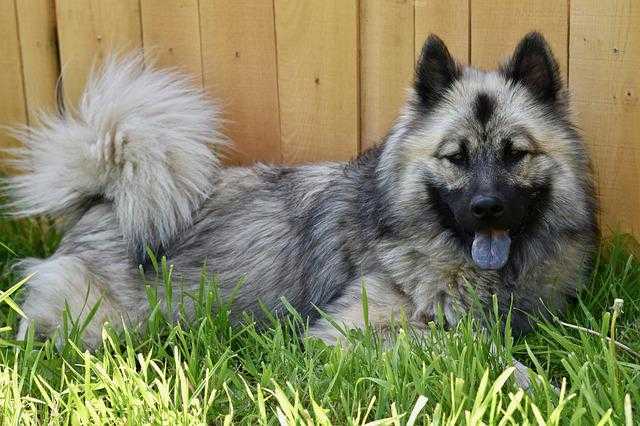 eurasier