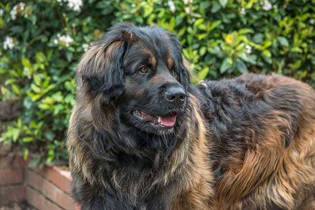 leonberg
