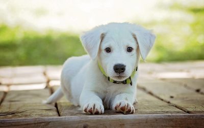 Chien sourd : tout ce que tu dois savoir