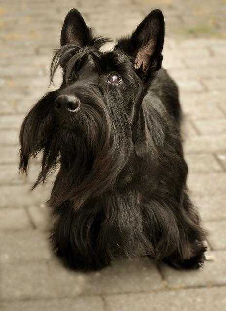 scottish terrier