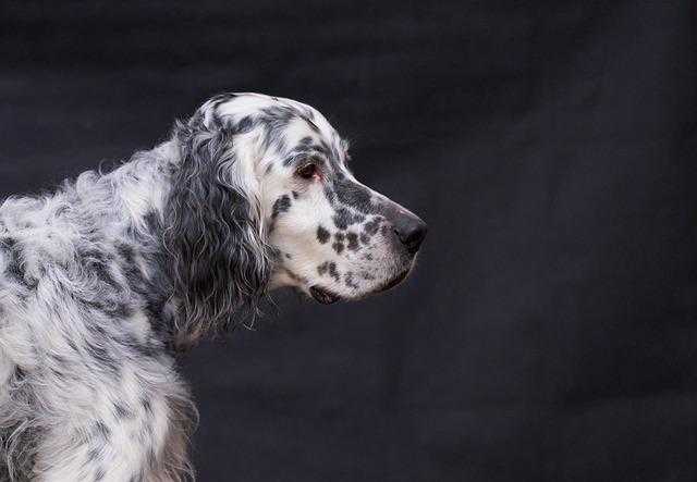 setter anglais