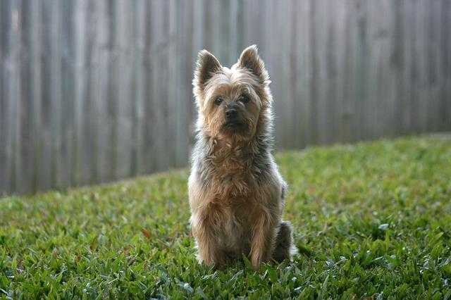 terrier australien