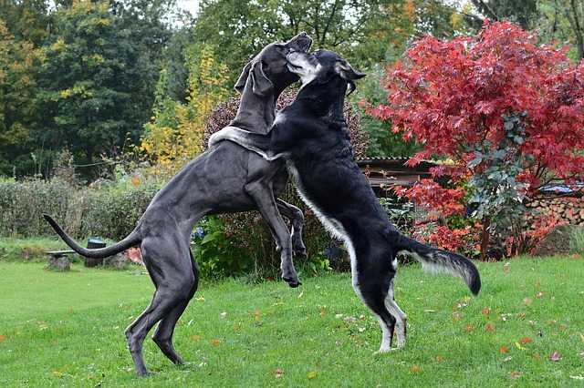 comment-socialiser-un-chien