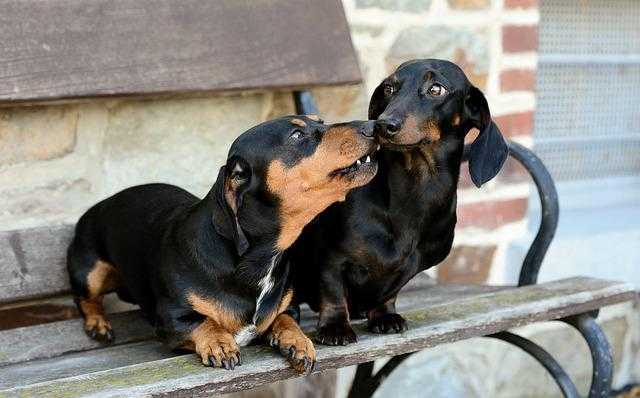 socialisation-chiot