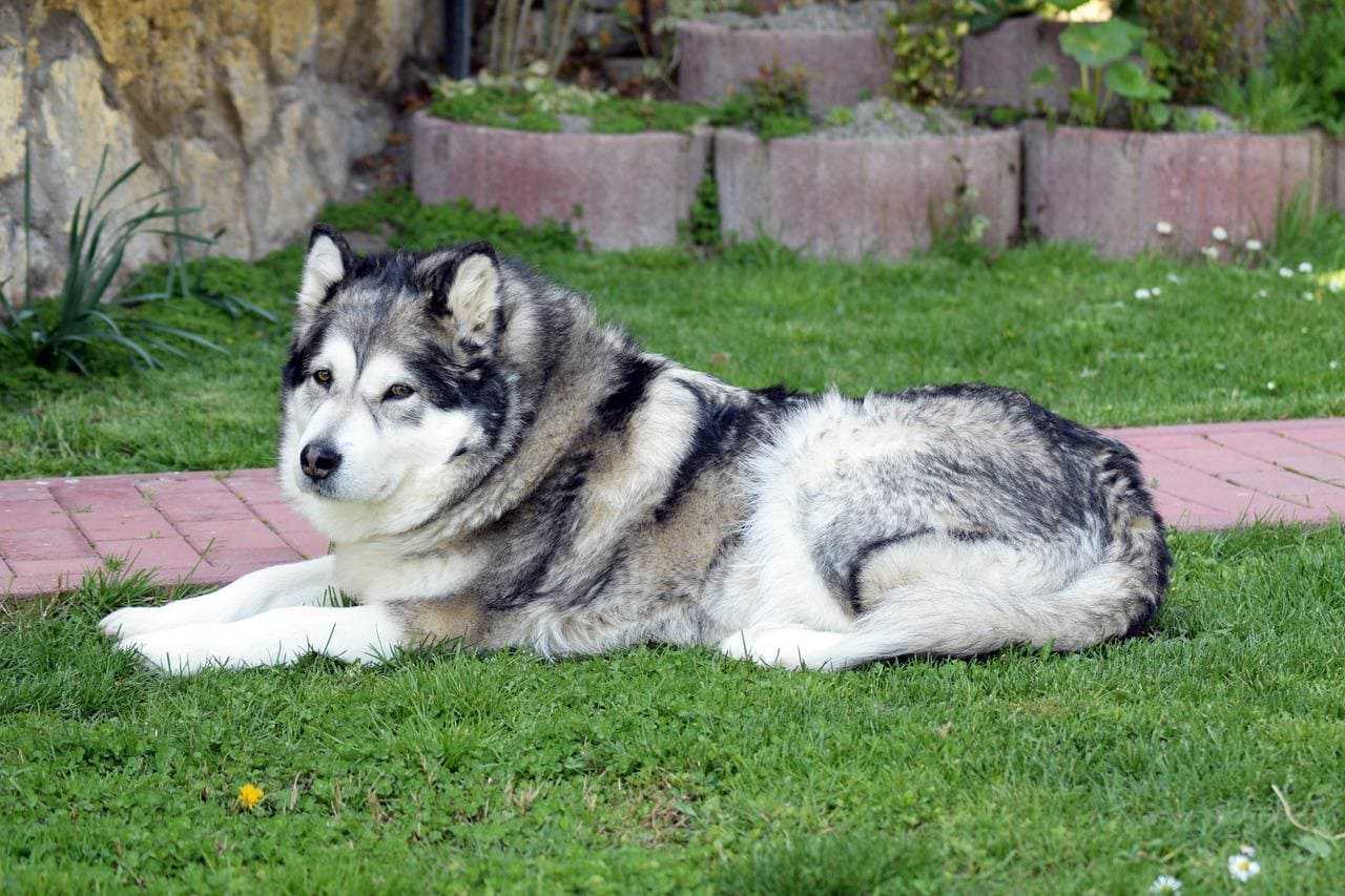chien noir et gris