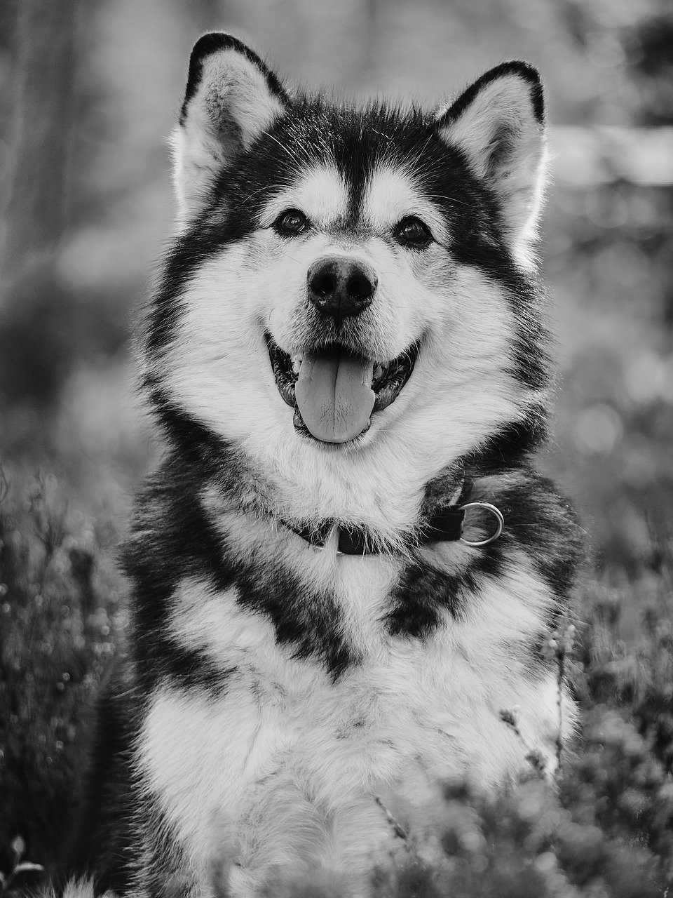 Malamute noir et blanc