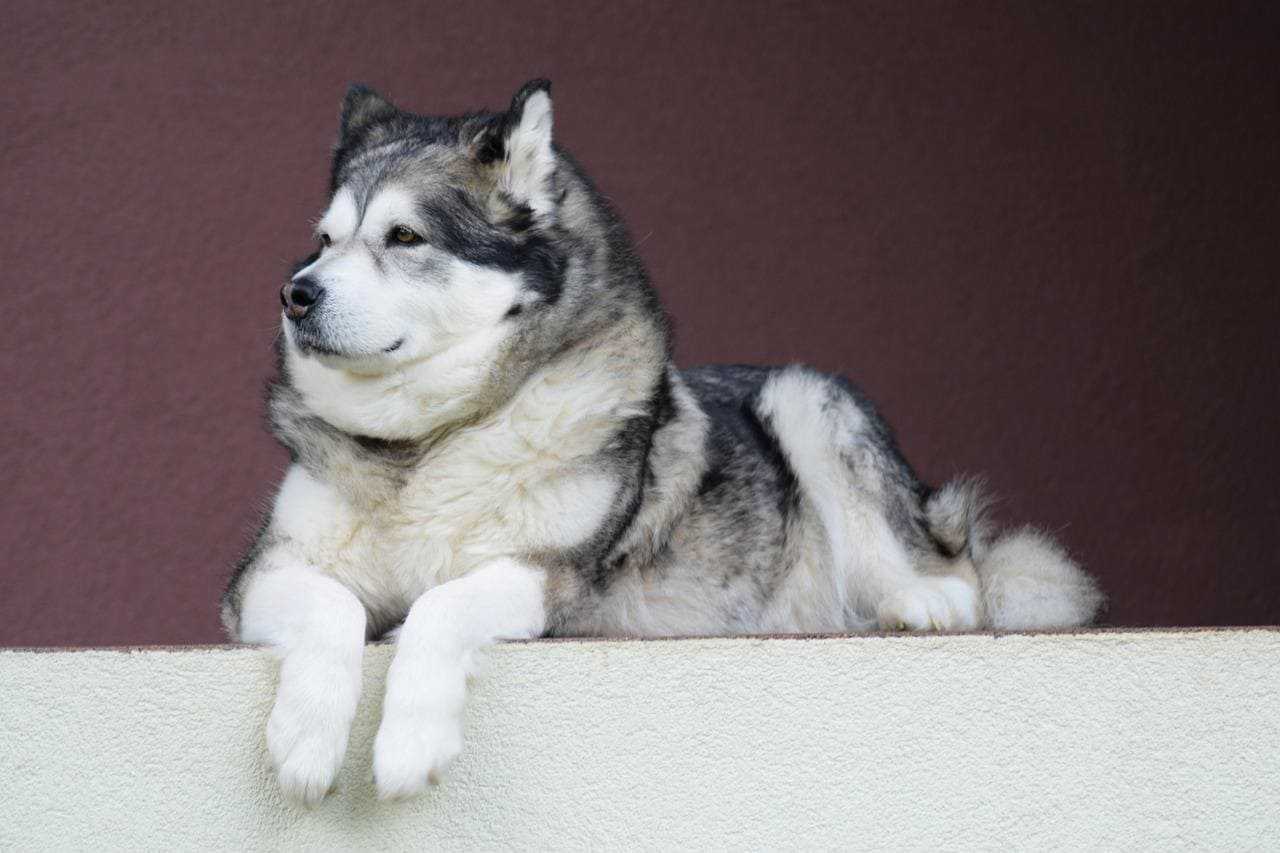 chien-malamute