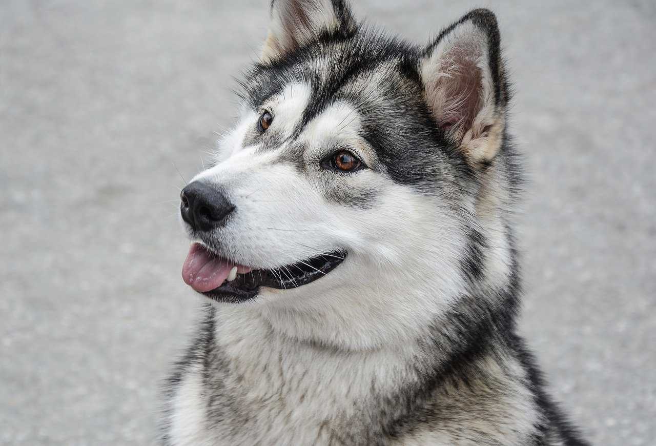 élevage malamute bourgogne franche comté