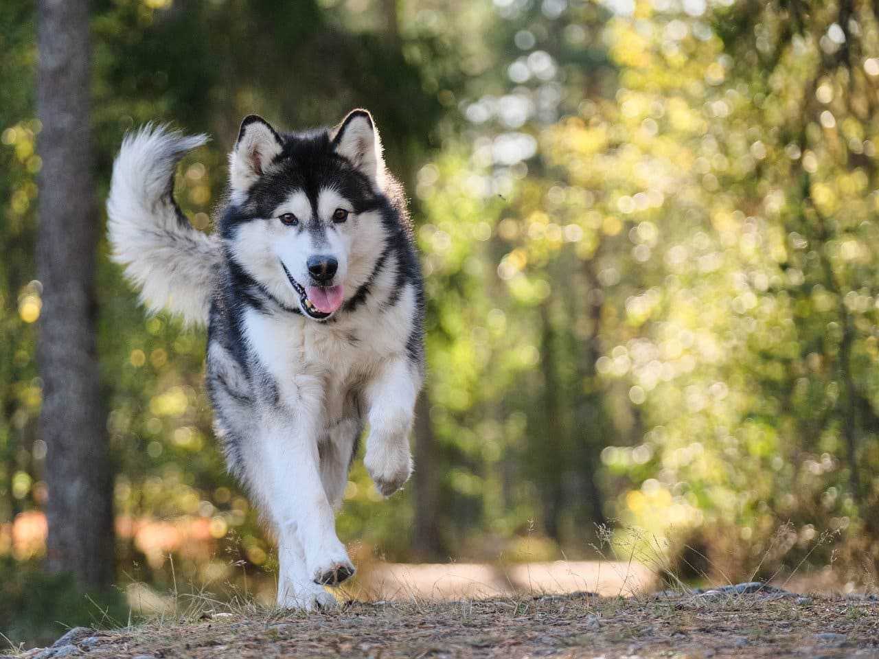 malamute d'alaska