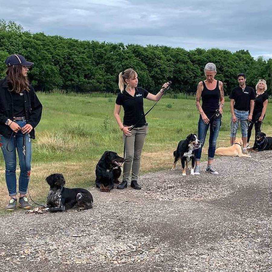 dressage chien cours collectif