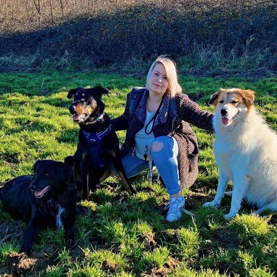 dressage chien angouleme