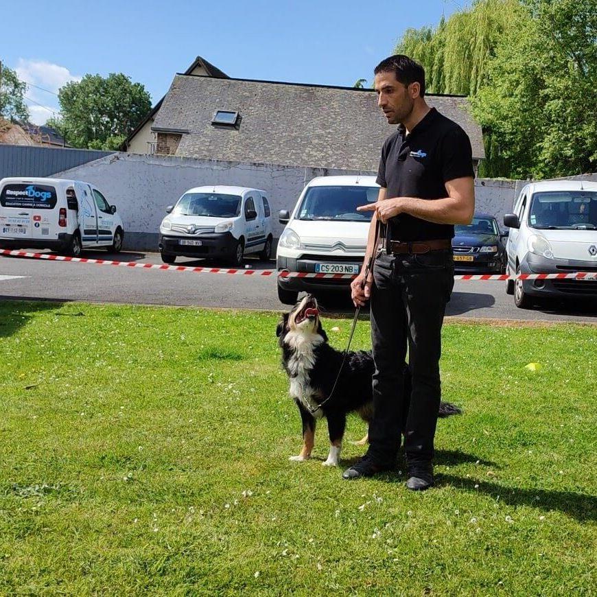 dressage chien evreux sandric