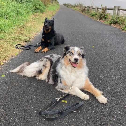 promenade canine lisieux