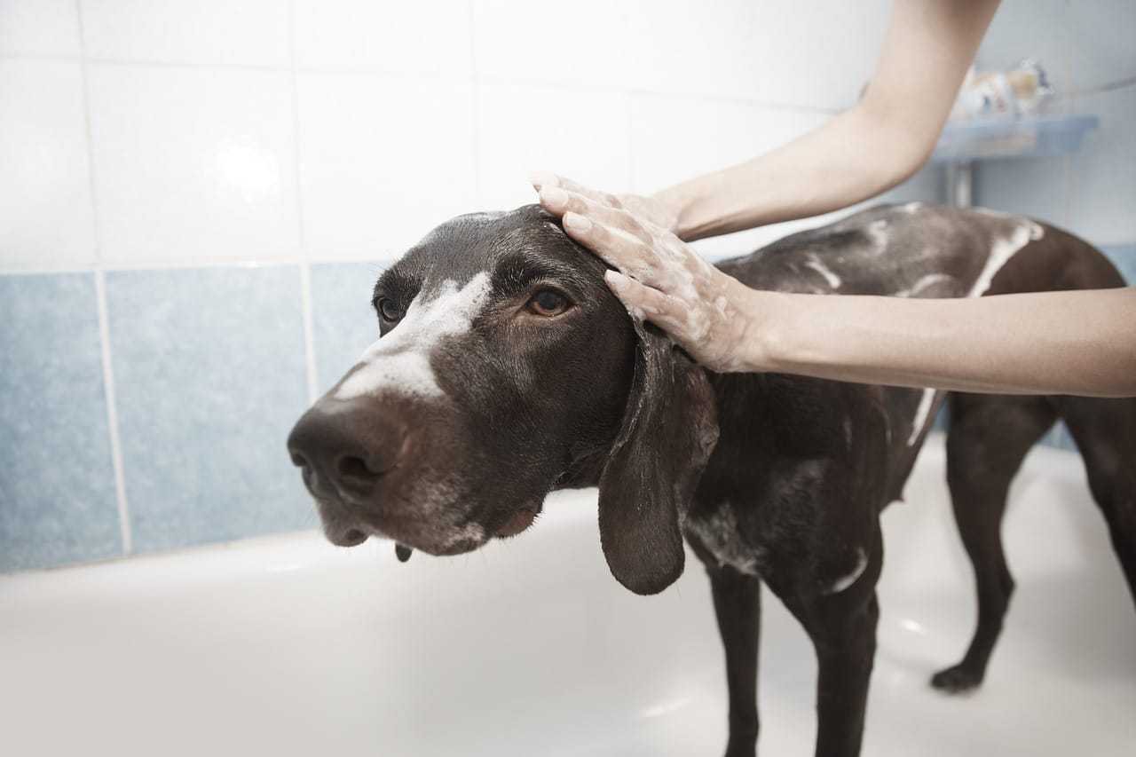 toilettage chien saint nazaire