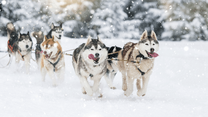 husky