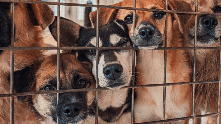 SPA Narbonne chien à adopter