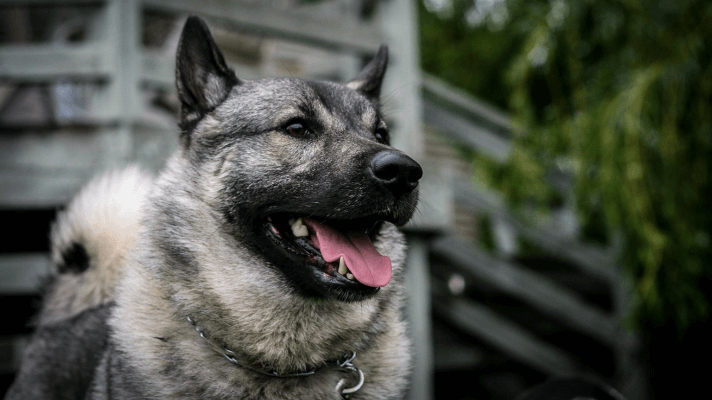 Chien d'élan Norvégien gris