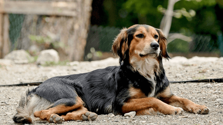 pension canine Ille et Vilaine