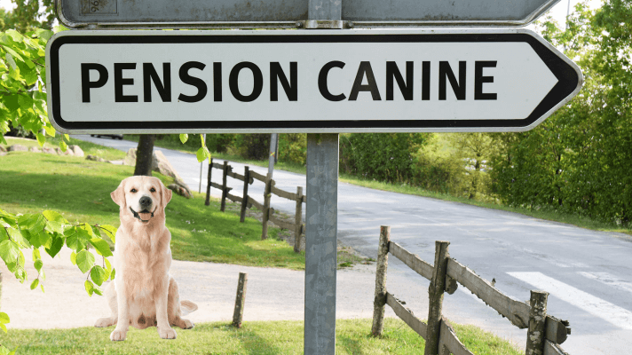 pension chien Ille et vilaine