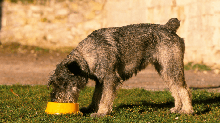 Protection de ressources chien