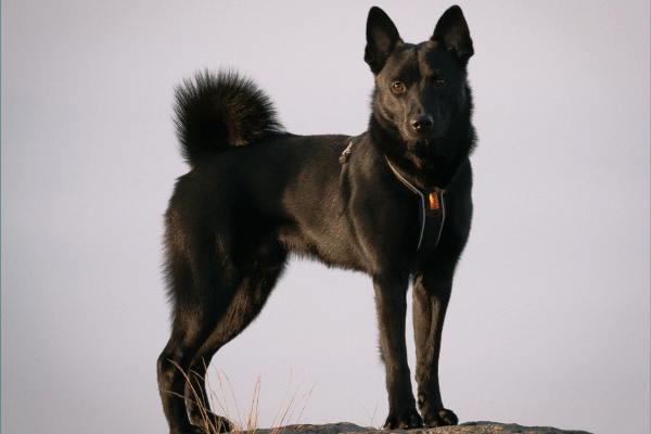 Chien d'élan norvégien noir