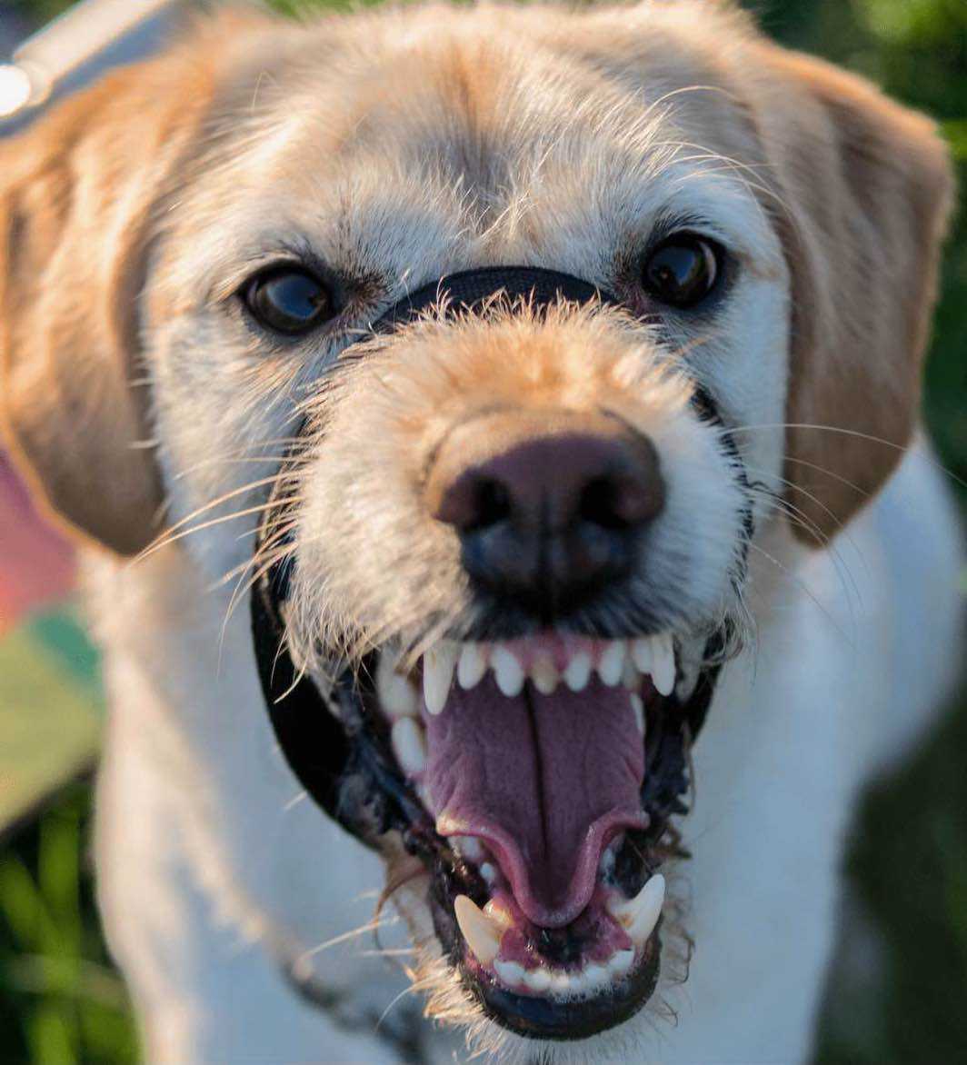 chien agressif