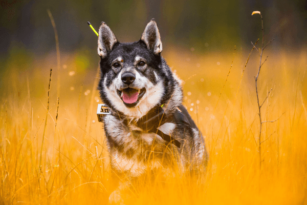 chien d'élan suédois