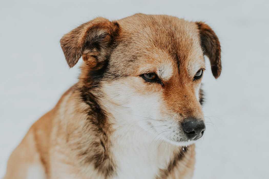 punir son chien