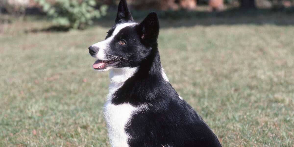 Chien d'ours de Carélie