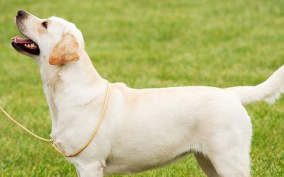 5 avantages à faire appel à un éducateur canin à domicile à Lyon