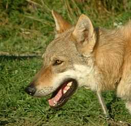 chien loup tchèque nemesis