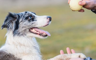 Comment choisir le bon éducateur canin à Saint Malo pour ton chien en 4 étapes ?