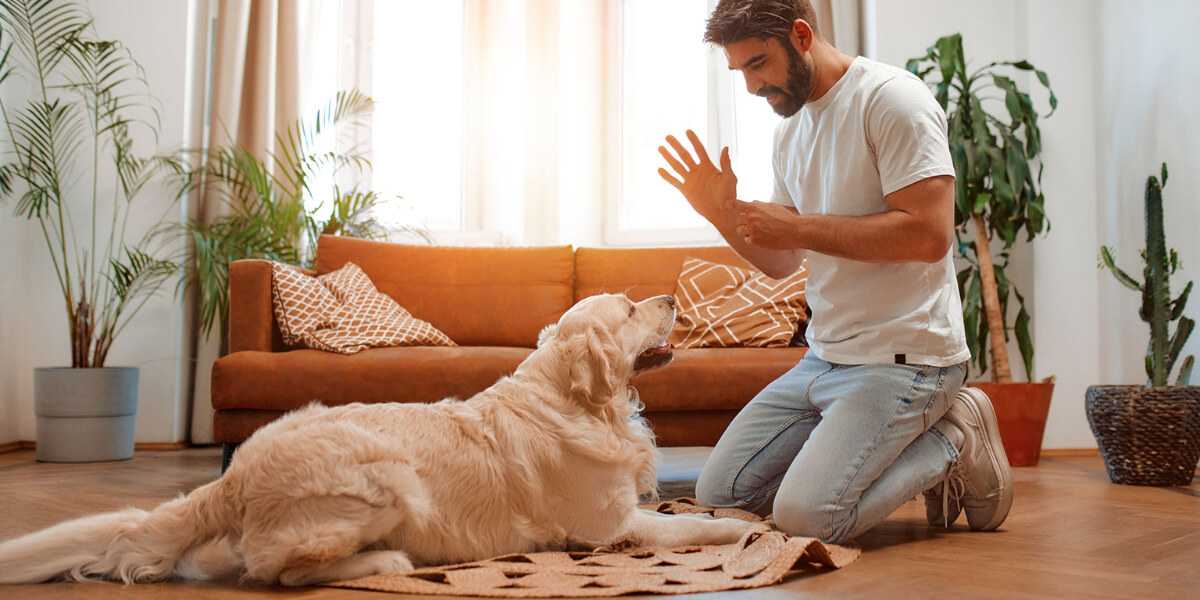 éducateur canin à domicile à saint malo