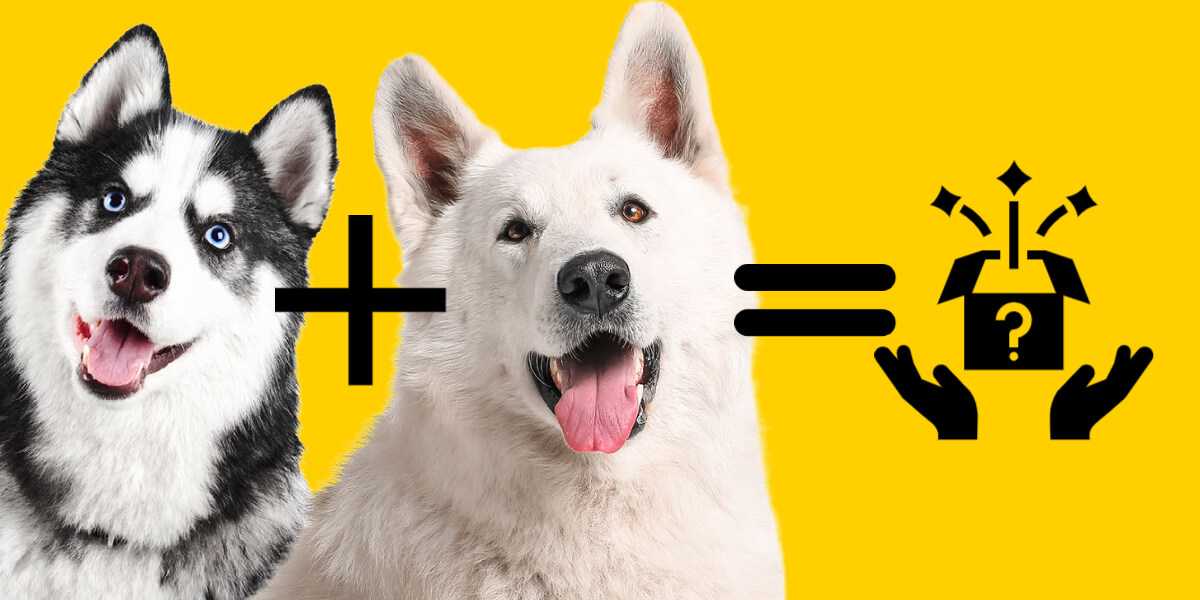 chien croisé