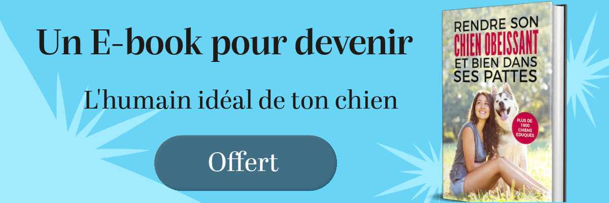 guide pour chien qui détruit tout