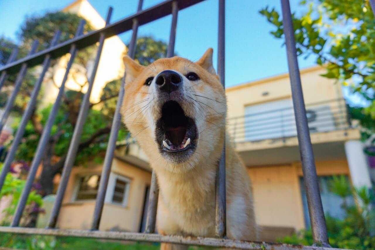 chien agressif lyon