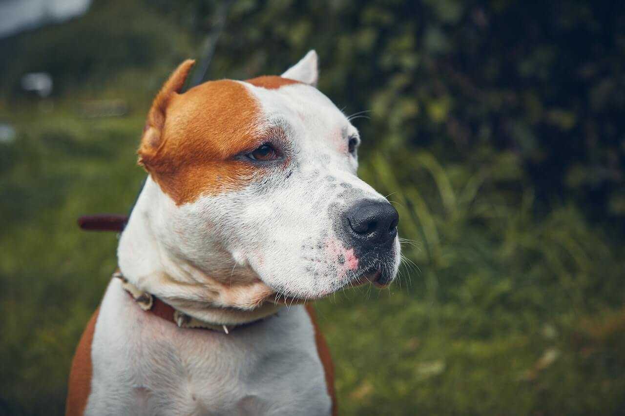 chien agressif à Lyon