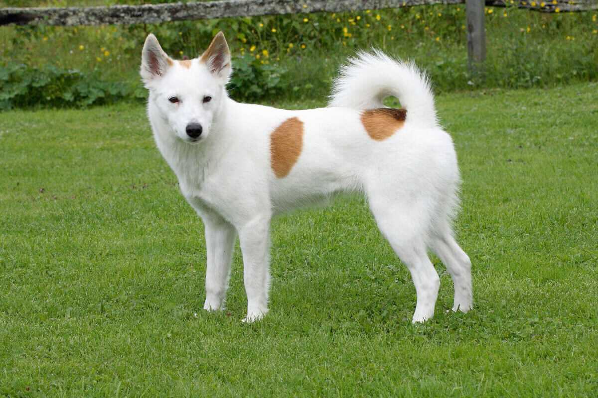 Spitz de Norrbotten