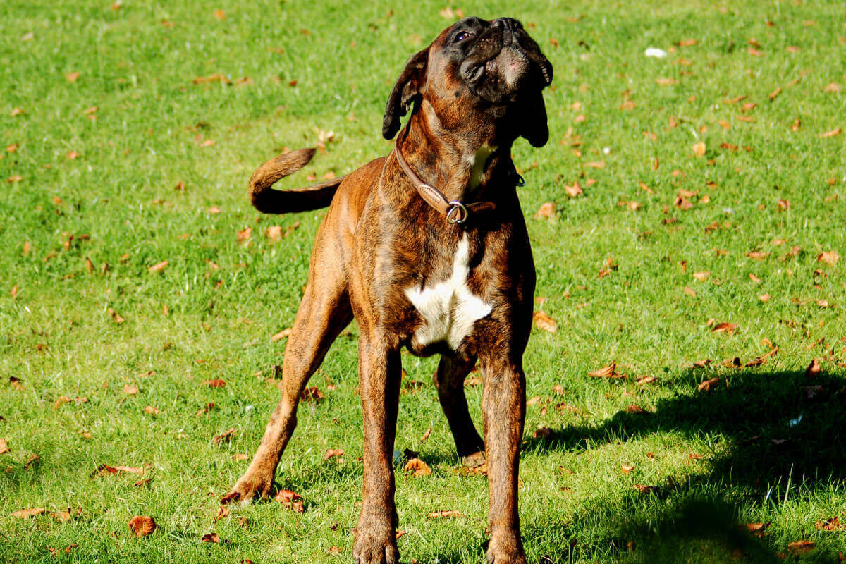 chien réactif