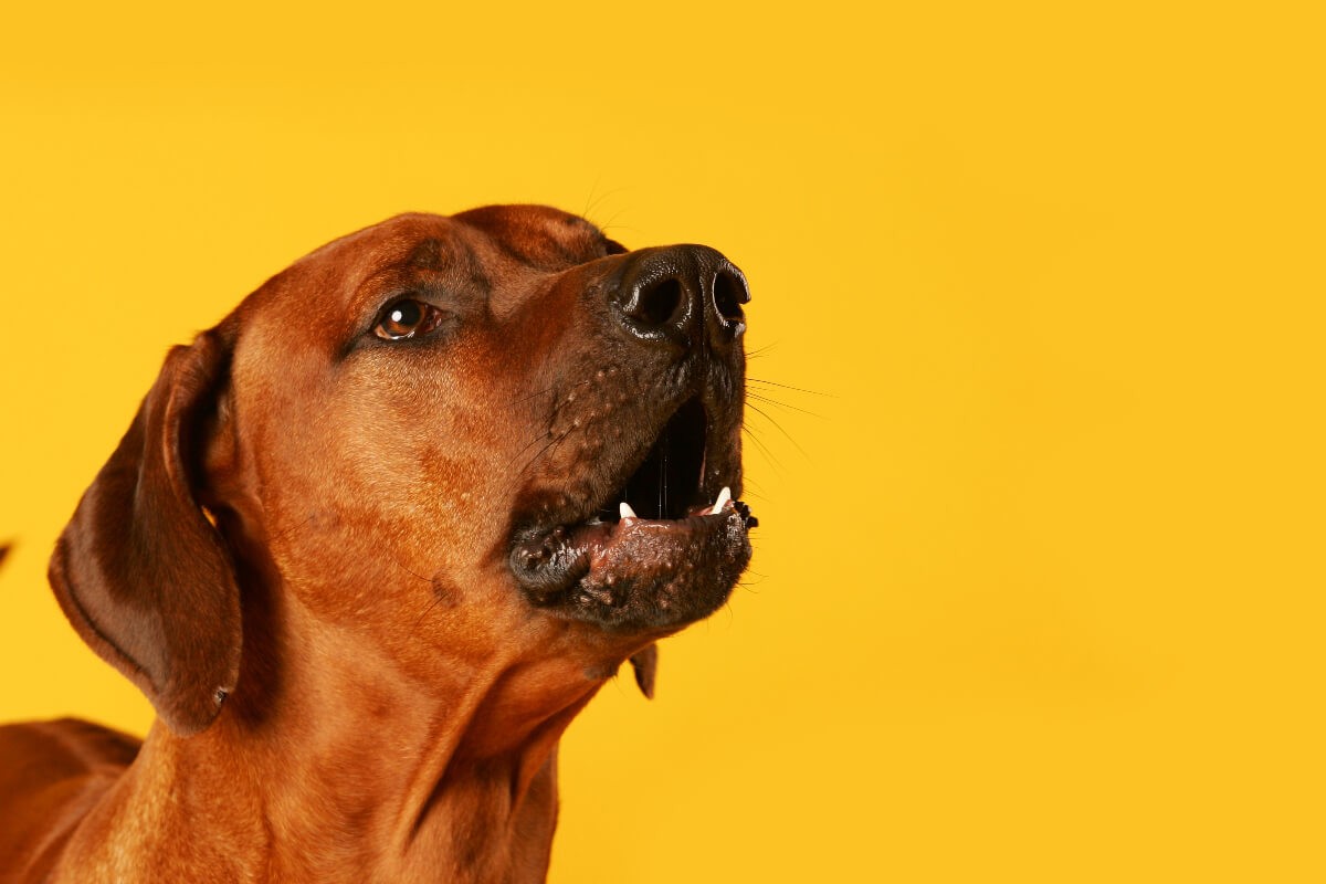chiens réactifs