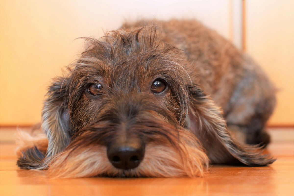 Comment éduquer un chien difficile