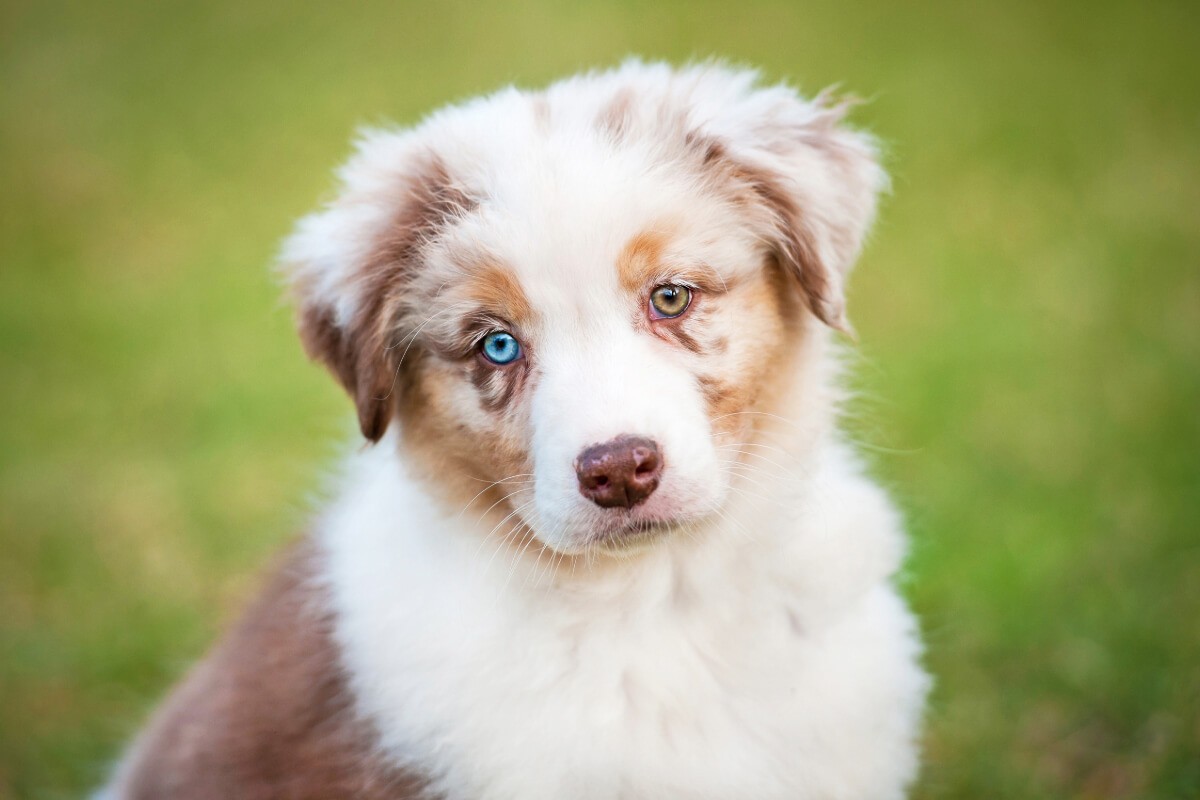 nom de chien 2024