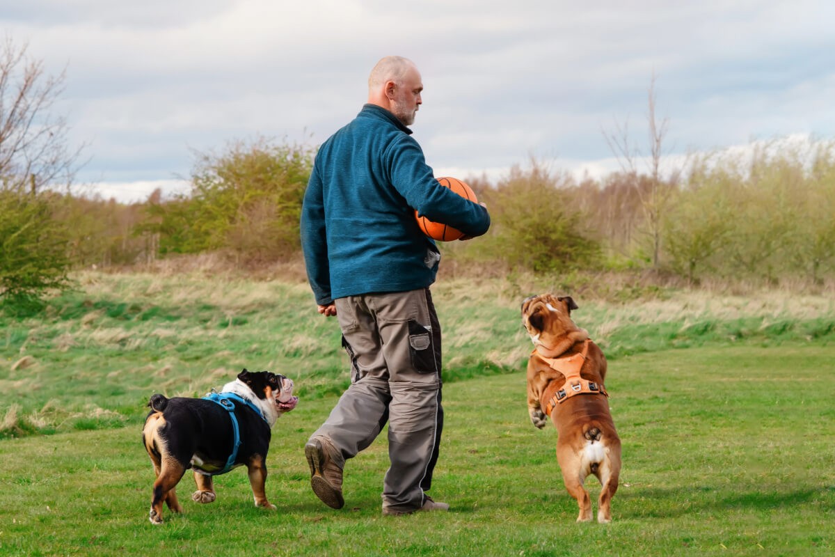 pension chien manche