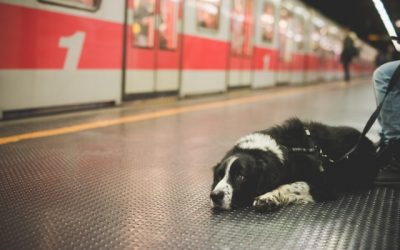4 clés pour Voyager avec ton Chien Transport en Commun Lyon