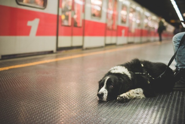 Chien transport en commun Lyon