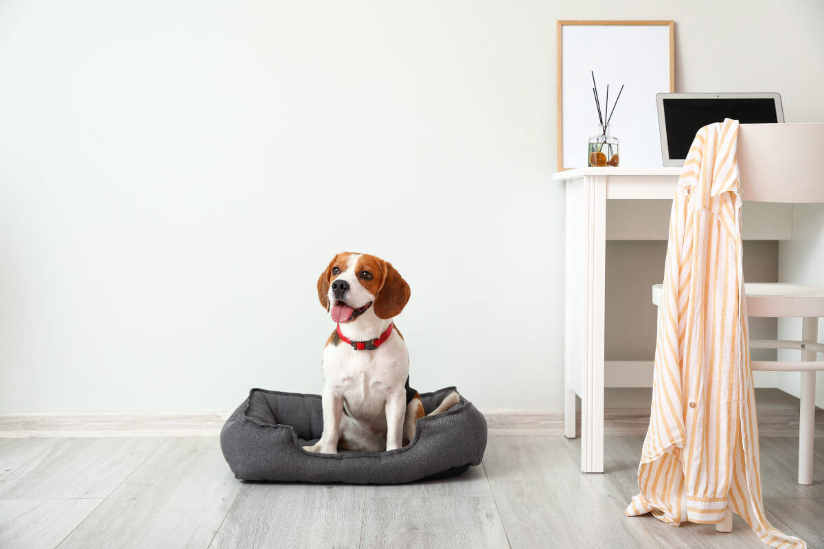 comment bien éduquer son chien