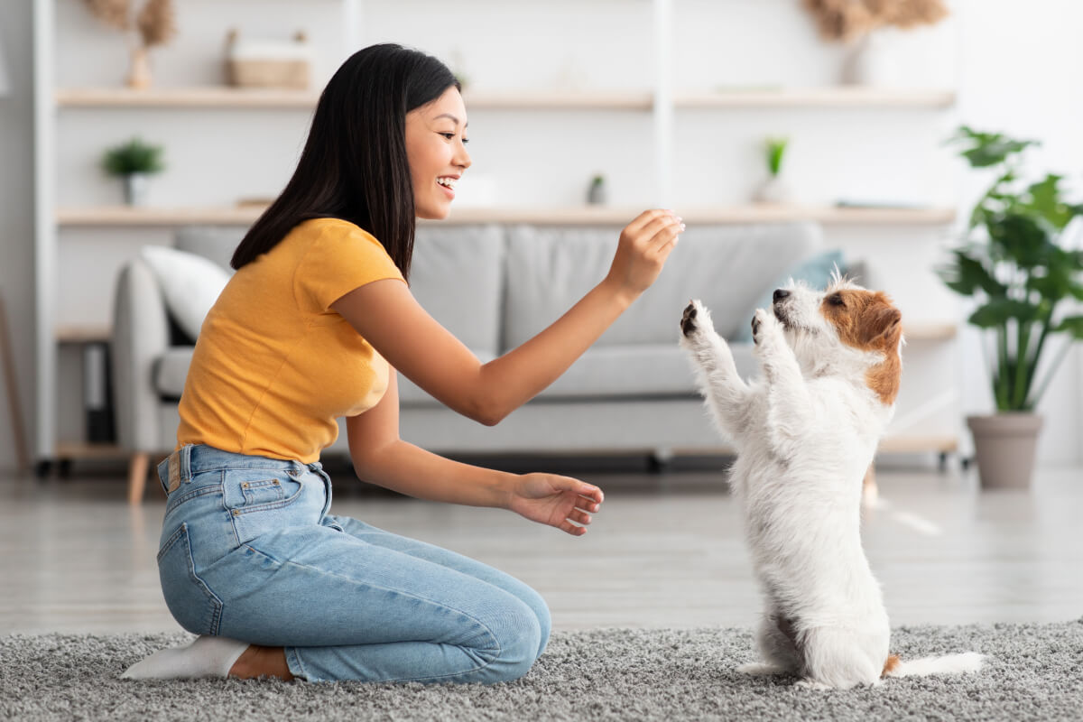 comment éduquer son chien